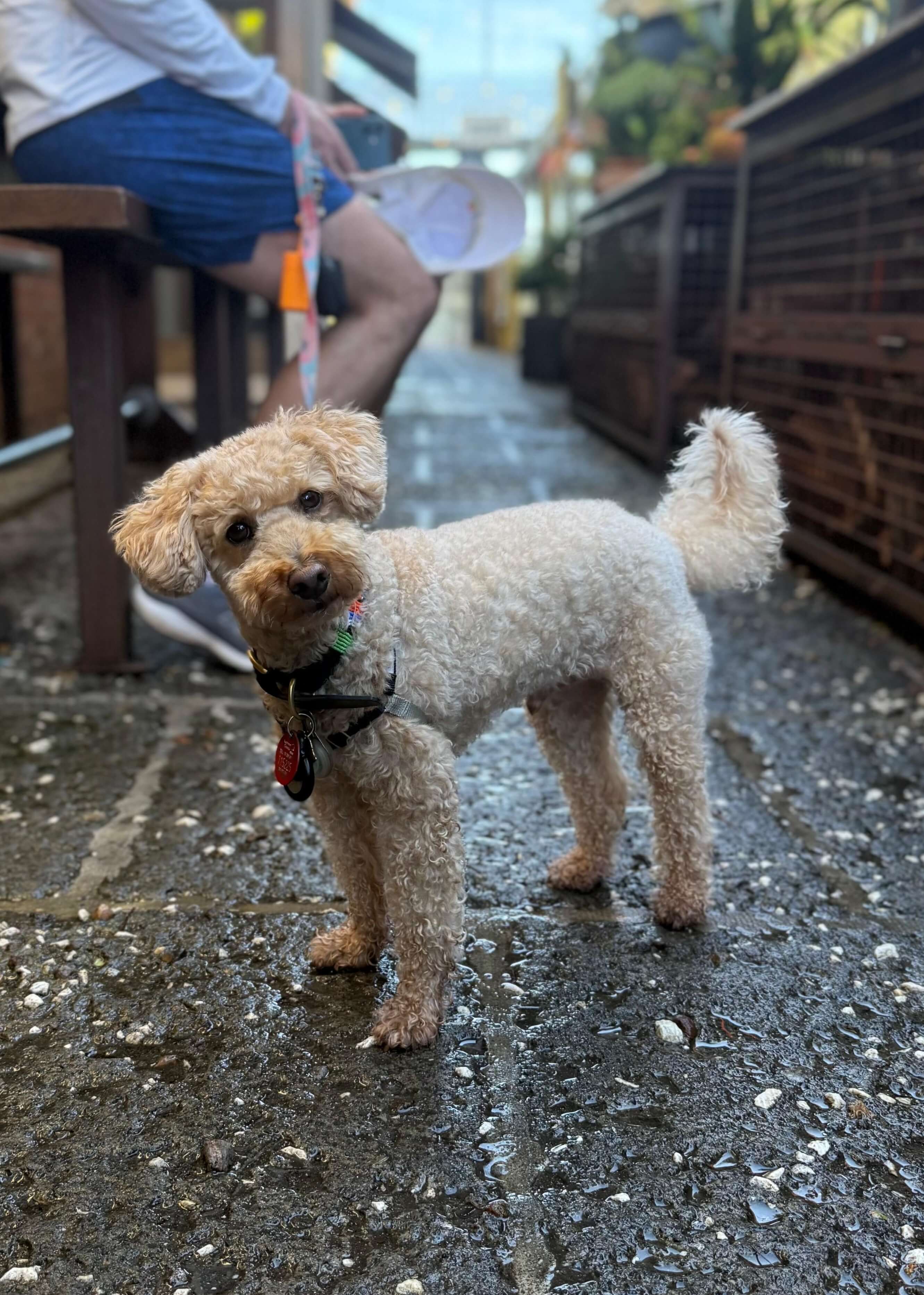 Bentley the poodle sitting at Ponsonby Central