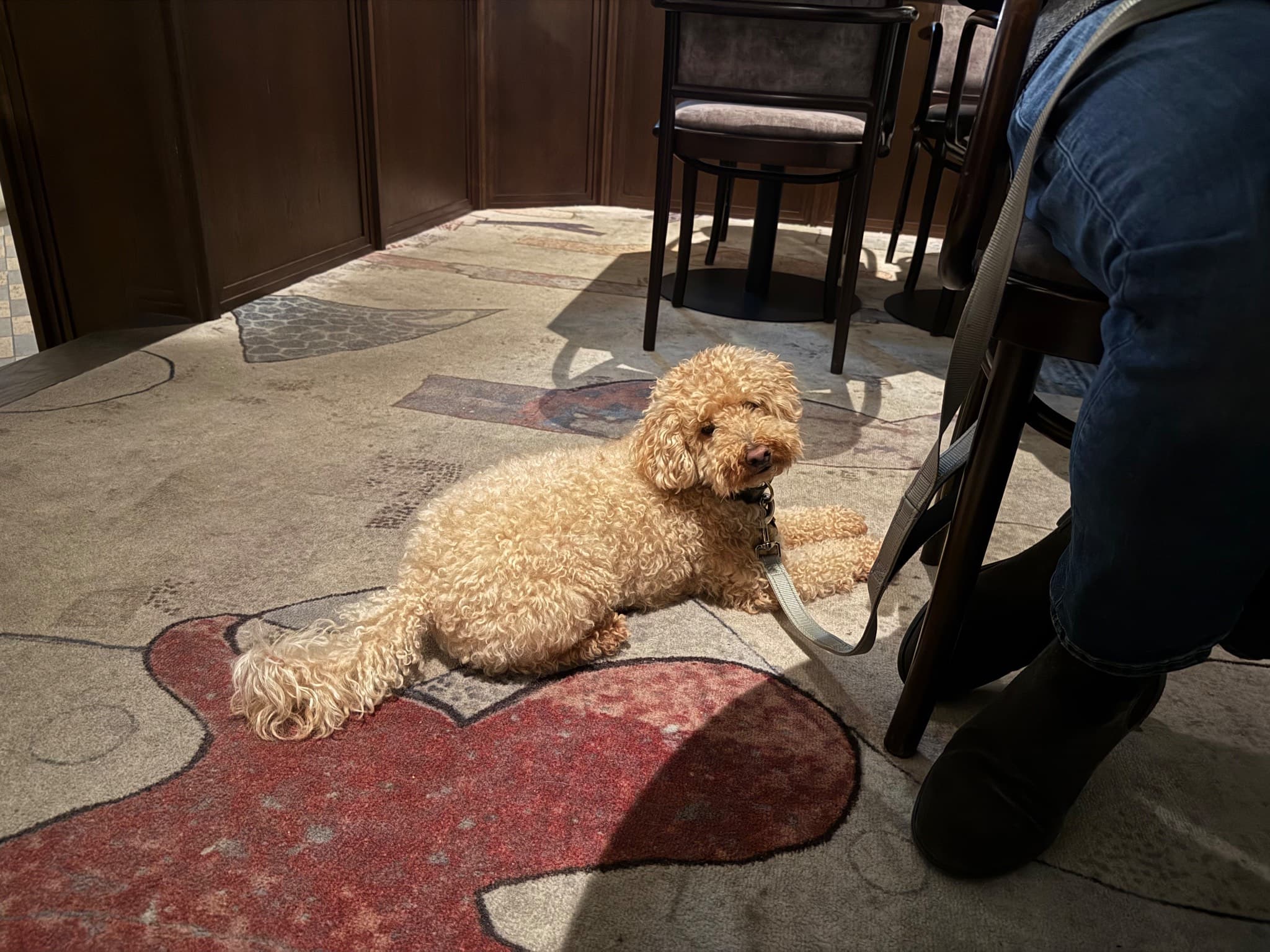 Bentley on his best behaviour.